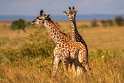 059 Masai Mara